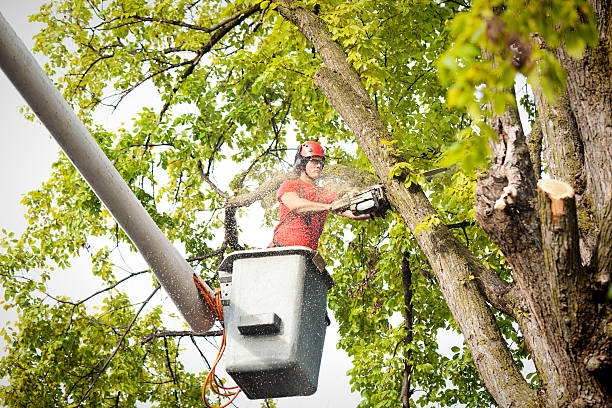 Why Choose Our Tree Removal Services in Winchester, NV?